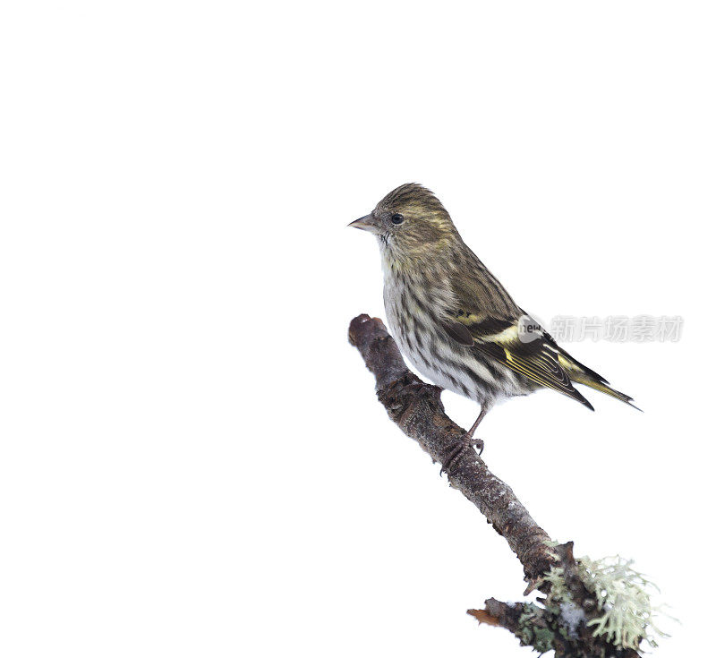 雌欧亚丝金，Carduelis spinus，孤立于白色，苏格兰，英国